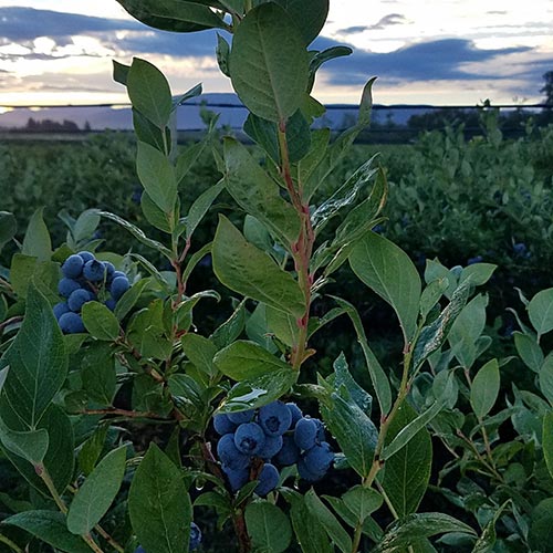Highbush blueberry 