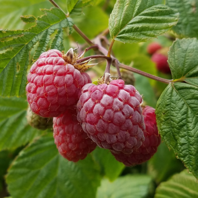 A cluster of red raspberries on the plant.