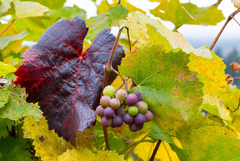A cluster of green and purple grapes on a vine that is turning colors.
