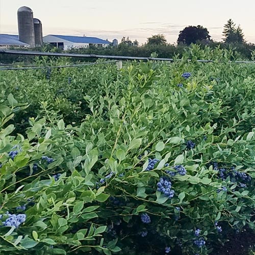 A field of High Bush Blueberries
