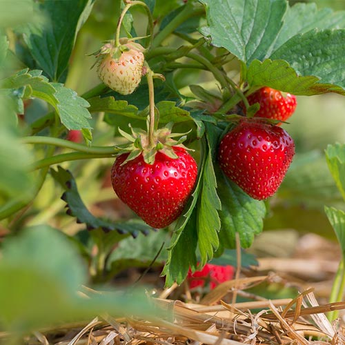 A cluster of ripe and unripe strawberries