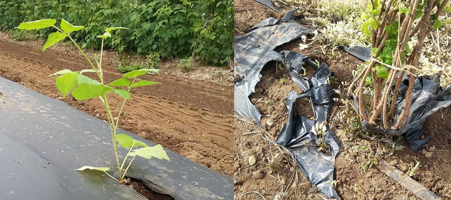 Two photos, one with berry plant growing through a black tarp over and other with mangled black tarp around a berry plant.